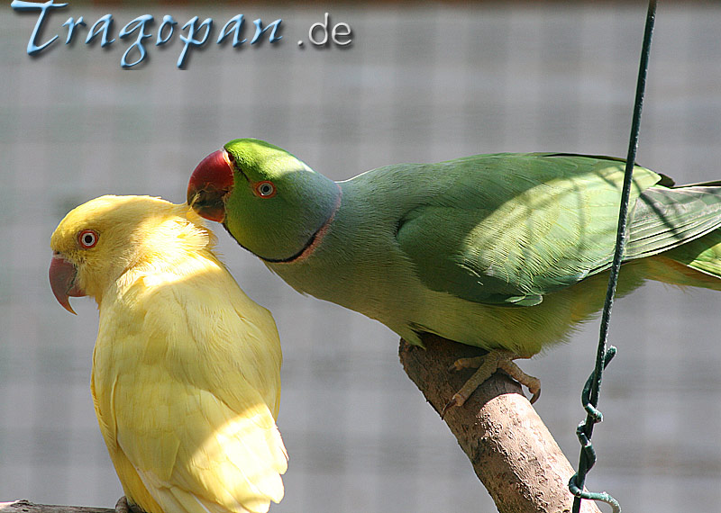 zurck - klick auf das Bild