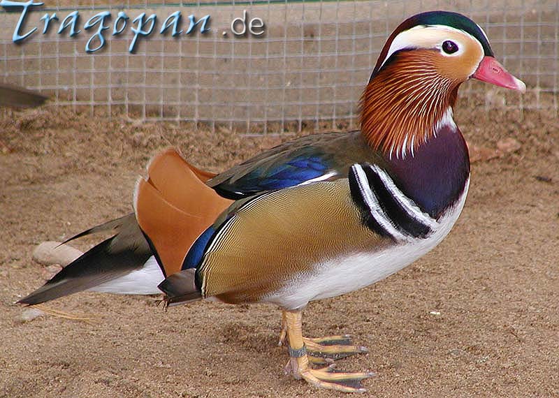 zurck - klick auf das Bild