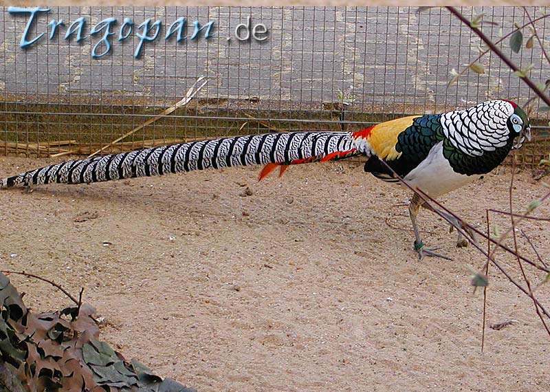 zurck - klick auf das Bild