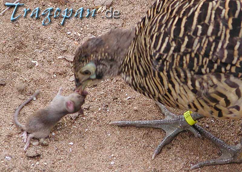 zurck - klick auf das Bild