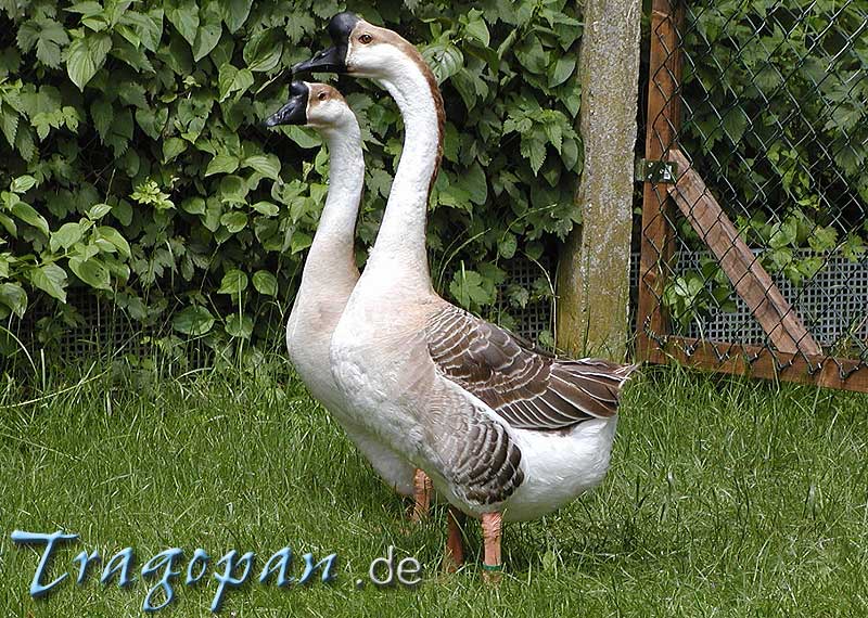 zurck - klick auf das Bild