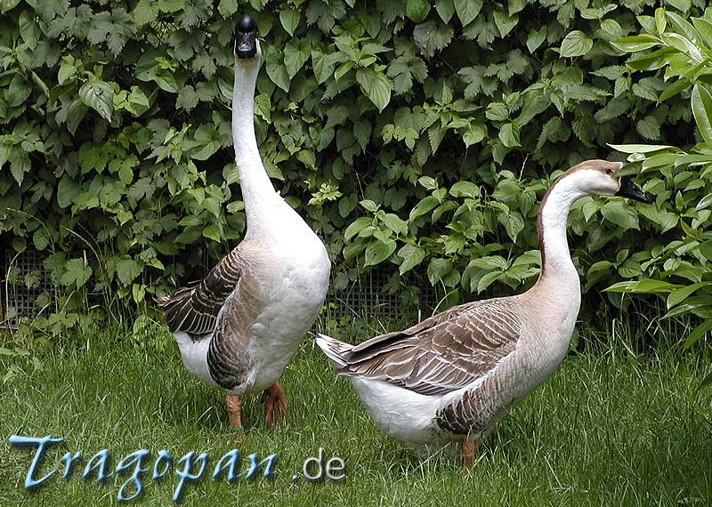 zurck - klick auf das Bild