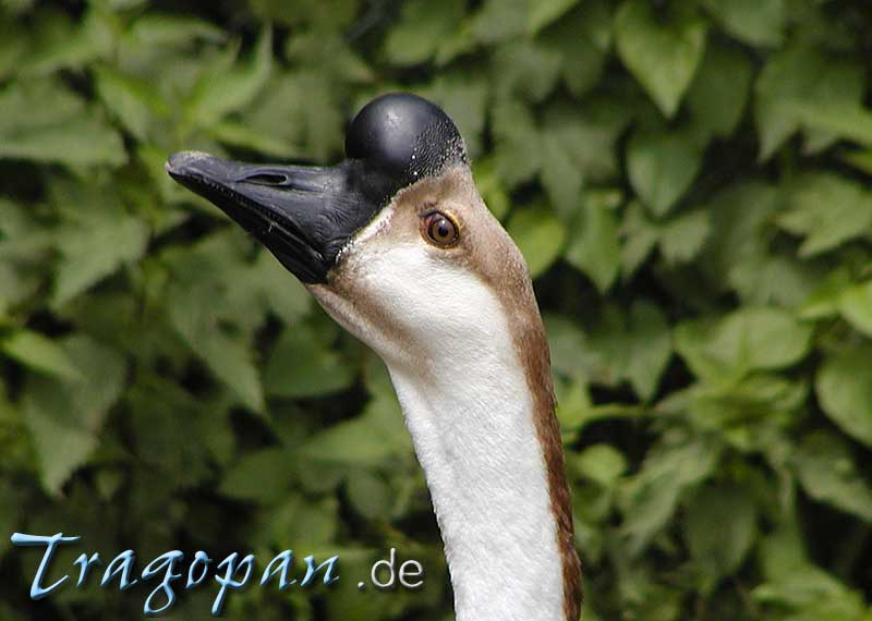 zurck - klick auf das Bild
