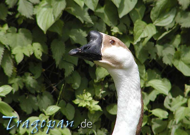 zurck - klick auf das Bild