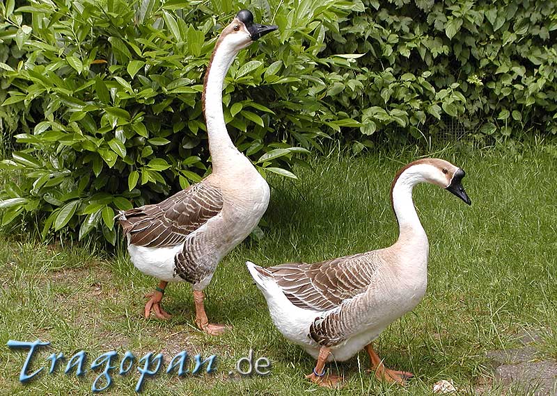 zurck - klick auf das Bild
