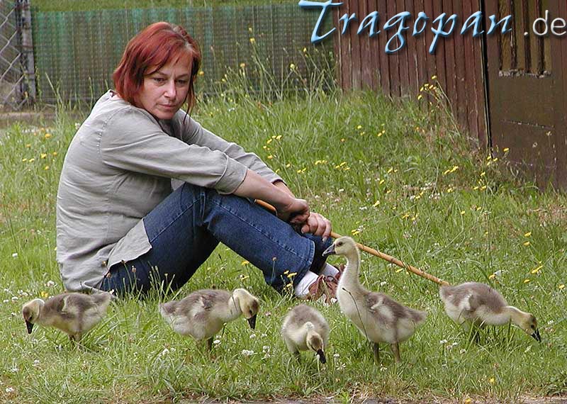 zurck - klick auf das Bild