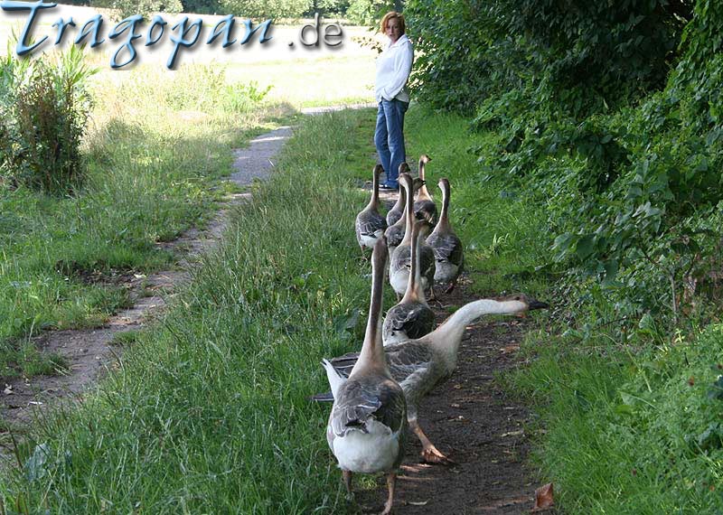 zurck - klick auf das Bild