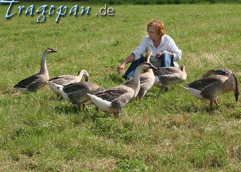 zurck - klick auf das Bild