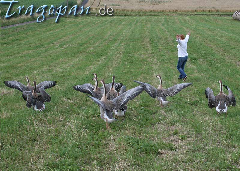 zurck - klick auf das Bild