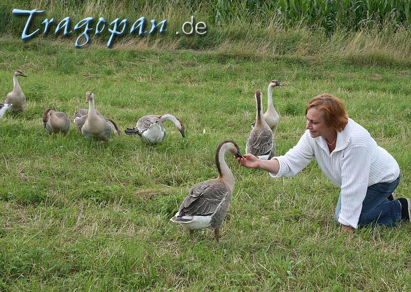 zurck - klick auf das Bild