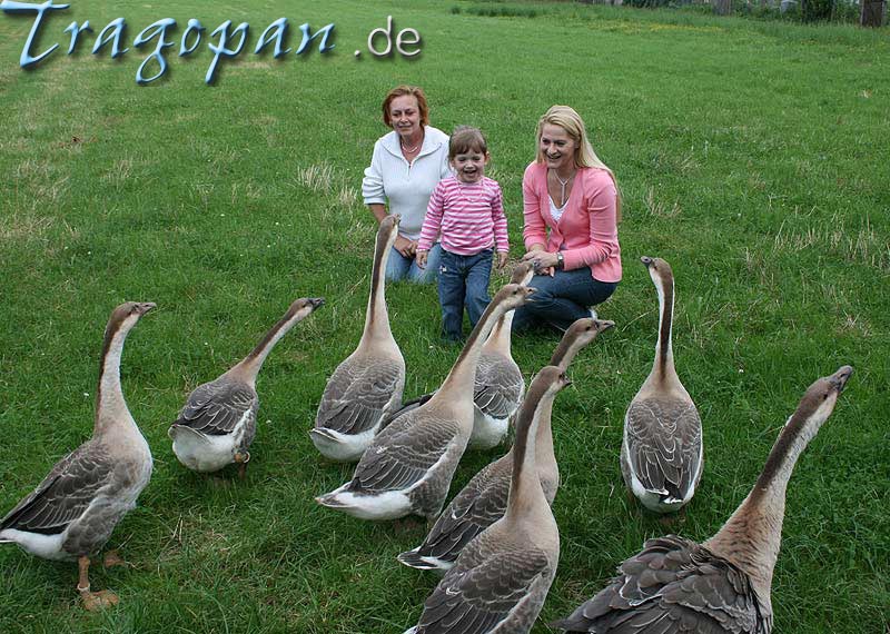 zurck - klick auf das Bild
