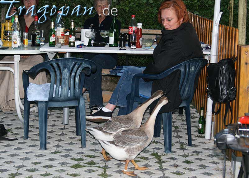 zurck - klick auf das Bild