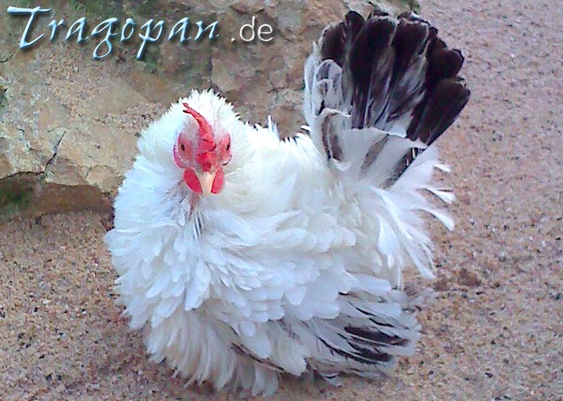 zurck - klick auf das Bild