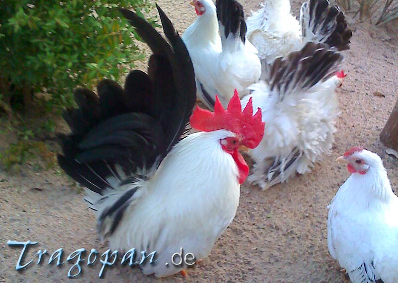 zurck - klick auf das Bild