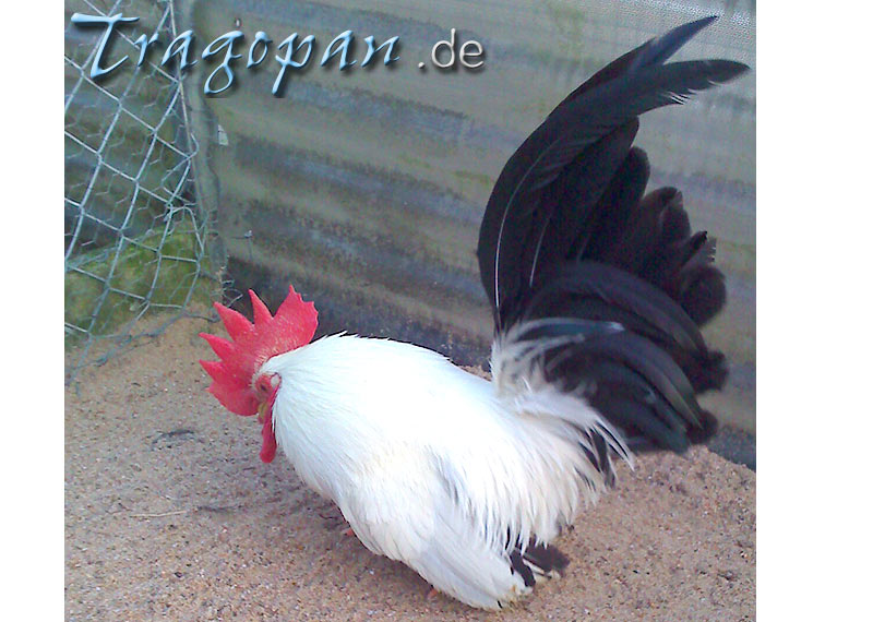 zurck - klick auf das Bild