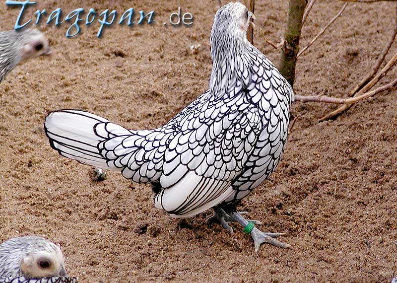 zurck - klick auf das Bild