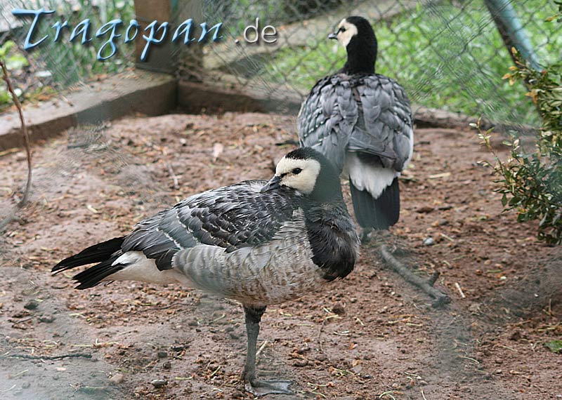 zurck - klick auf das Bild