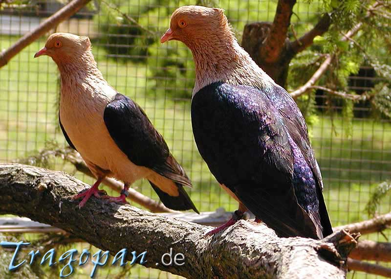 zurck - klick auf das Bild