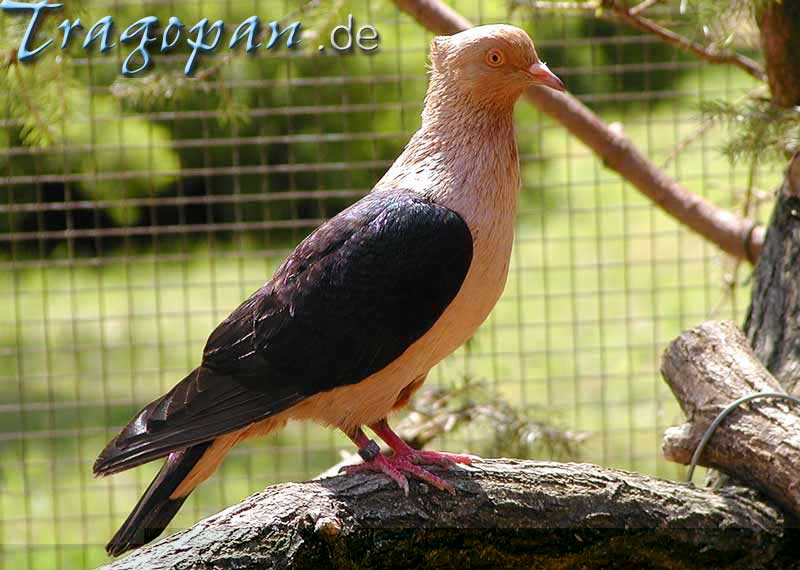 zurck - klick auf das Bild