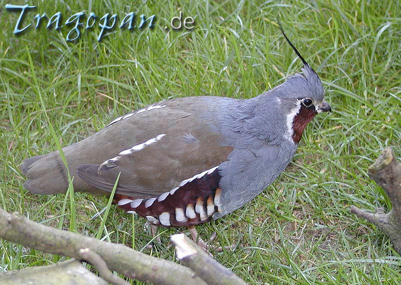 zurck - klick auf das Bild