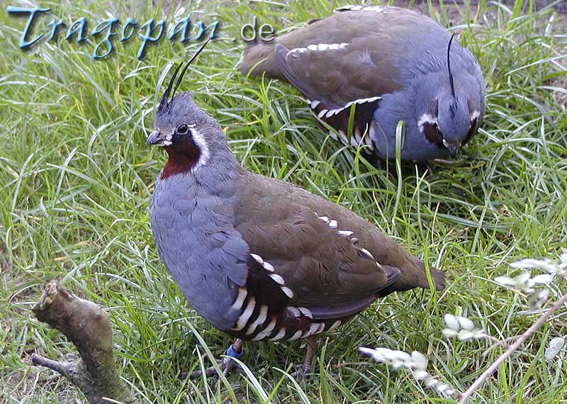 zurck - klick auf das Bild