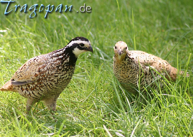 zurck - klick auf das Bild
