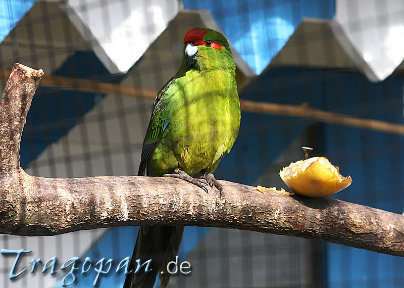 zurck - klick auf das Bild