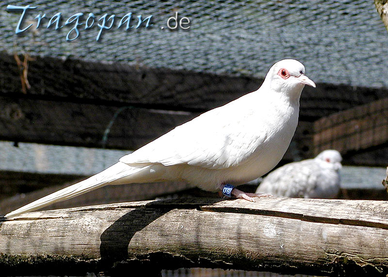 zurck - klick auf das Bild