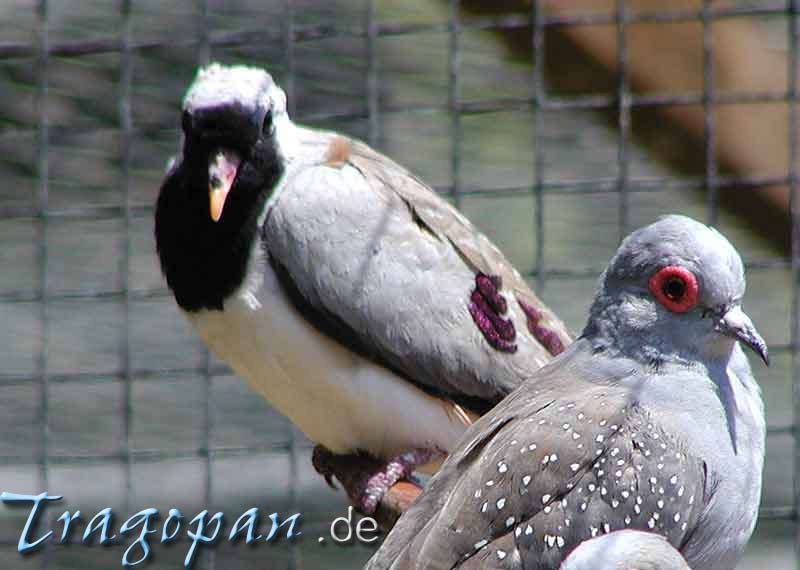 zurck - klick auf das Bild