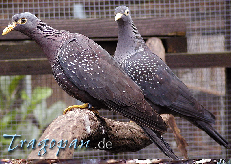 zurck - klick auf das Bild