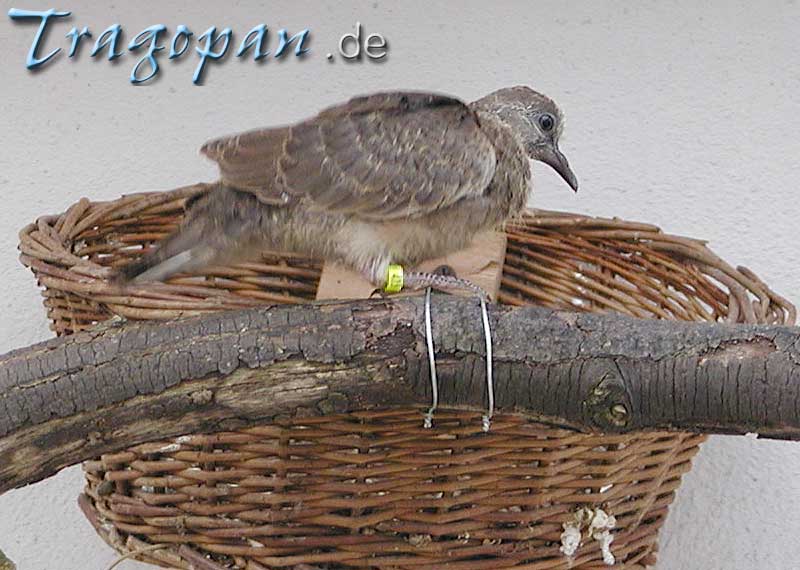 zurck - klick auf das Bild