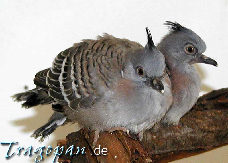 zurck - klick auf das Bild