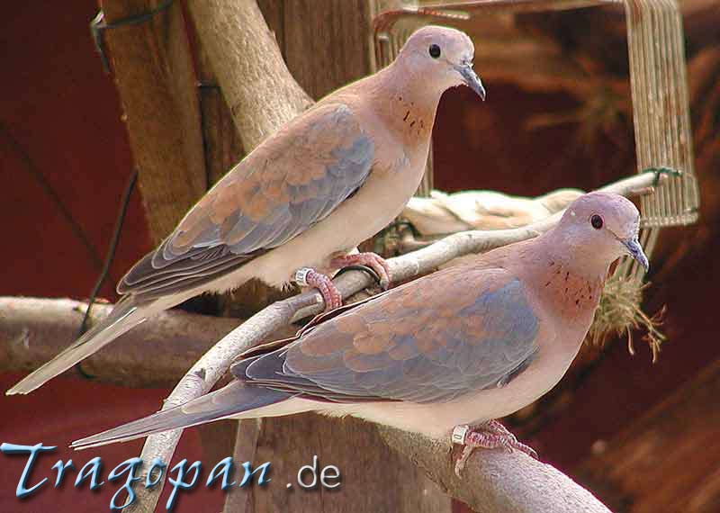 zurck - klick auf das Bild